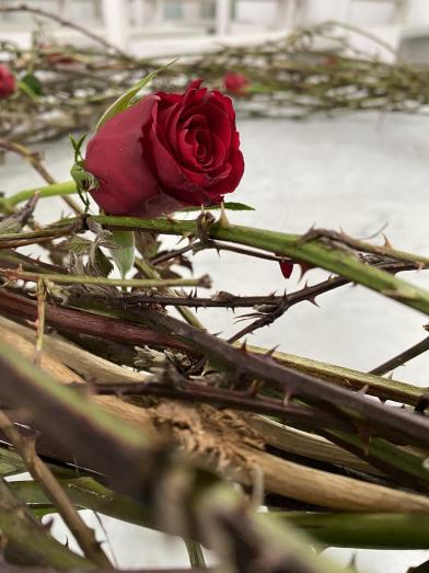 Rose und Dornen img_4788_by_Sylvio_Krueger_pfarrbriefservice