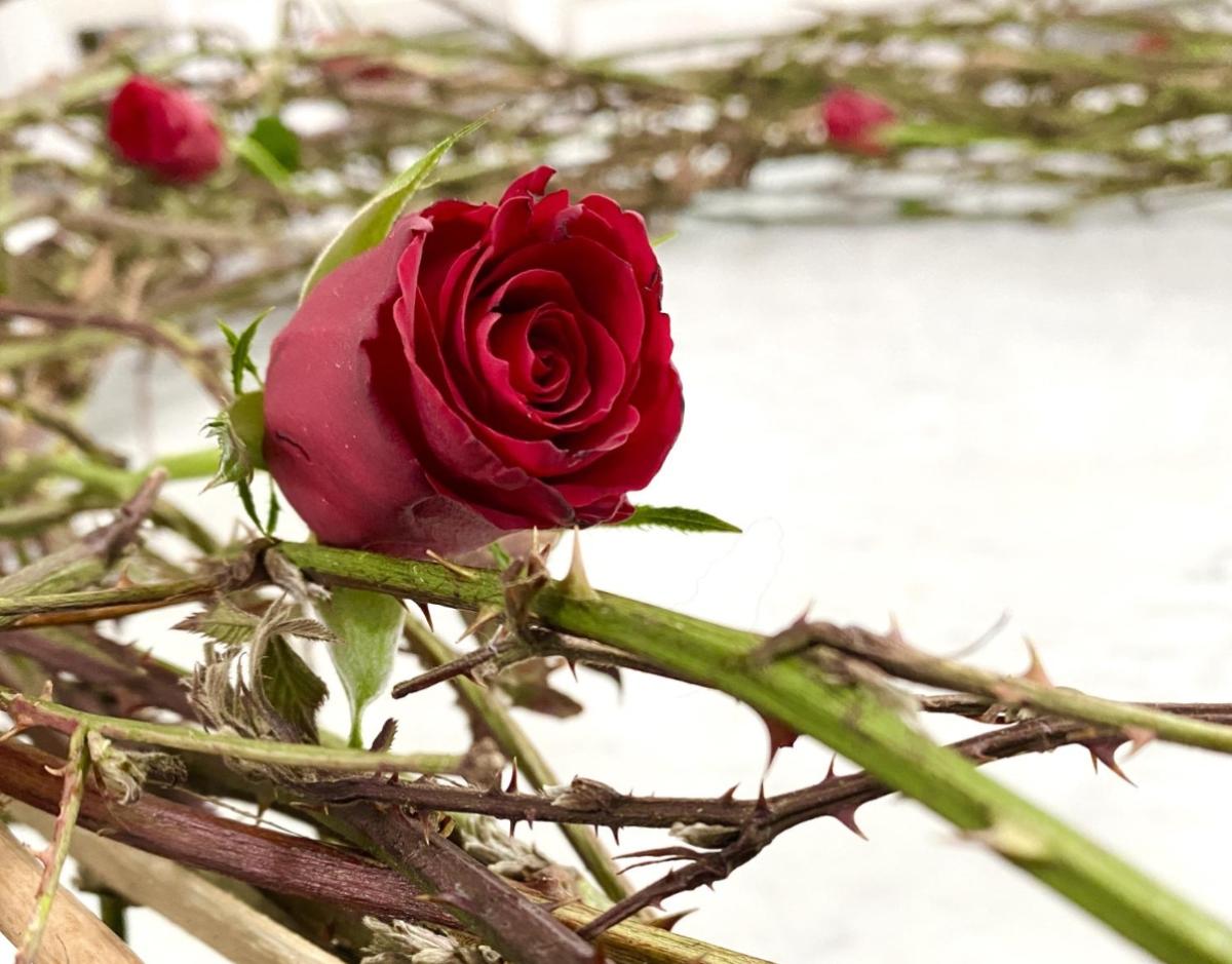 Symbolbild Kreuzweg: Dornen und Rosen